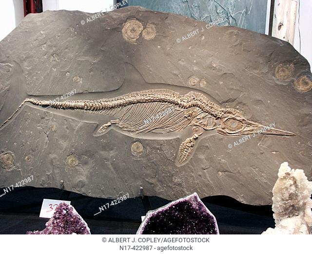 Fossil of Ichthyosaur swimming