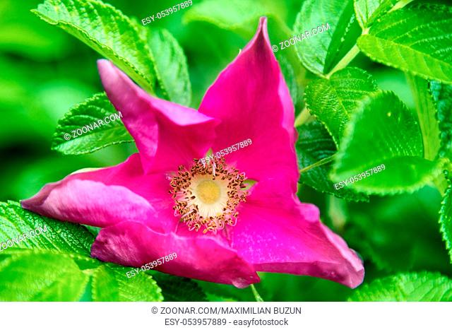 Wild rose, ramanas rose (Rosa rugosa rubra) blooms and fills air with fragrance all summer long