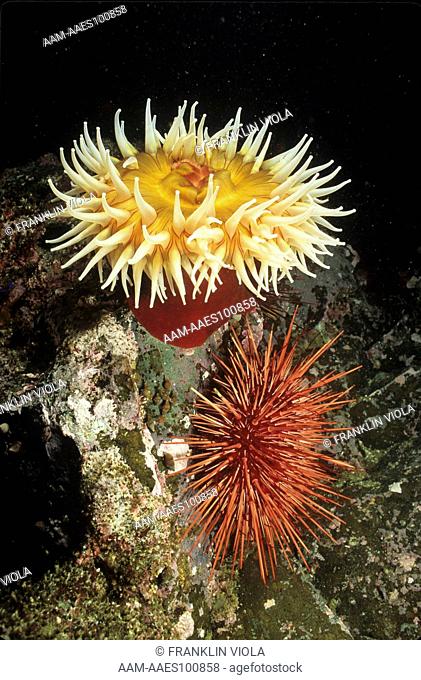 Fish-eating Tealia Anemone (T. piscivora) & Red Sea Urchins, BC, Canada