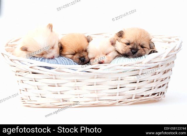 Adorable pomeranian spitz dog puppies laying in a rush basket with natural light on a white background. High quality photo