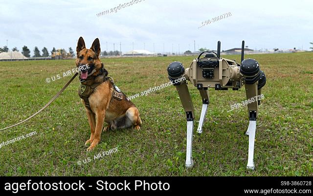 Sunny, 325th, Security, Forces, Squadron, military, working, dog, poses, next, Quad-legged, Unmanned, Ground, Vehicle, Tyndall, Air, Force, Base, Florida, March
