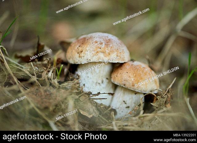 Common boletus, Boletus edulis, mushroom, forest, autumn, Bayern, Deutschland