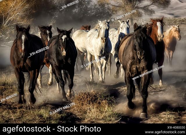 A group of horses running along a dirt trail at the Nature Conservancy Zapata Ranch in Colorado