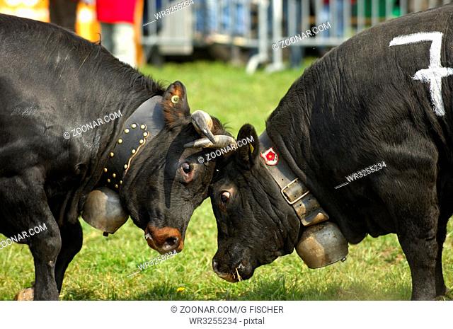 Schweizer Kuhkampf, zwei Eringer Kampfkühe im verbissenen Zweikampf, Schweiz / Swiss cow fight, two Herens fighting cows dogged in a duel, Switzerland
