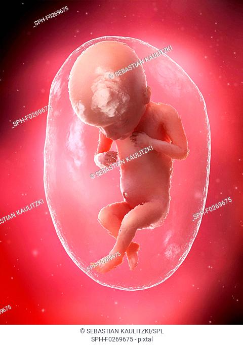 Foetus at week 18, computer illustration