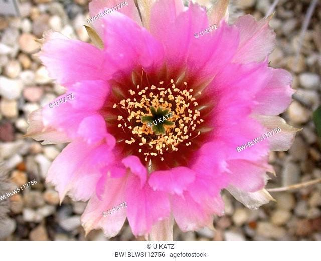 hedgehog cactus Echinocereus reichenbachii, flower