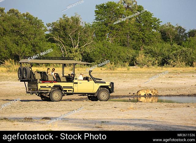A safari vehicle and passengers very close to a couple of lions, panthera leo, drinking at a water hole