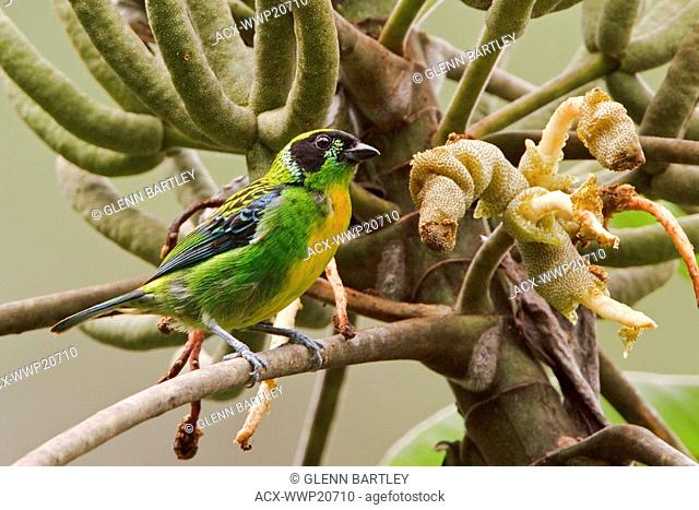 Green-and-Gold Tanager Tangara schrankii perched on a branch near Podocarpus National Park in southeast Ecuador