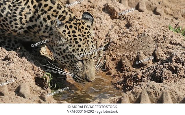 Africa, Southern Africa, South African Republic, Mala Mala game reserve, savannah, African Leopard (Panthera pardus pardus), drinking