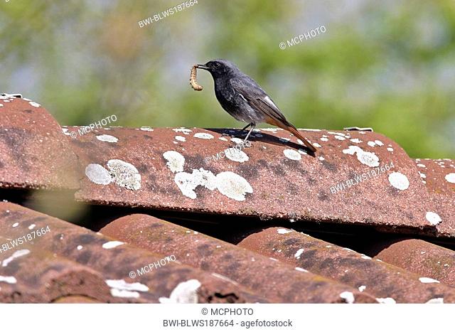 black redstart Phoenicurus ochruros, with prey on roof, Germany, Baden-Wuerttemberg