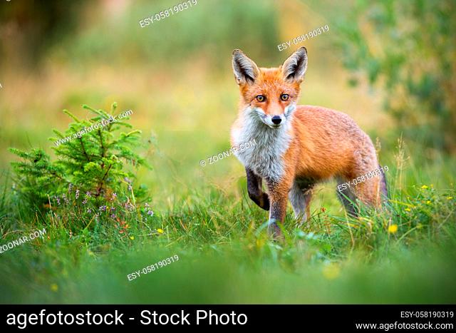 Lovely red fox, vulpes vulpes, facing camera with adorable eyes in green summer nature. Wild mammal approaching cautiously on grass from front view