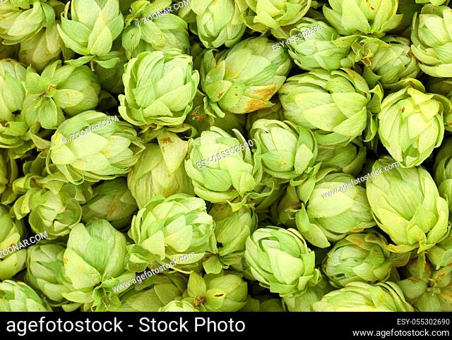 Close up of hop flowers. Whole background