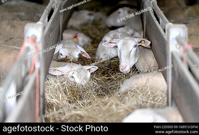 05 May 2022, Baden-Wuerttemberg, Aidlingen: Sheep feeding in a barn of shepherd Herbert Schaible. Photo: Bernd Weißbrod/dpa