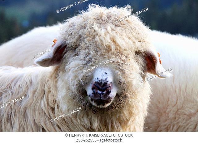 Sheep, Gubalowka, Zakopane, Poland