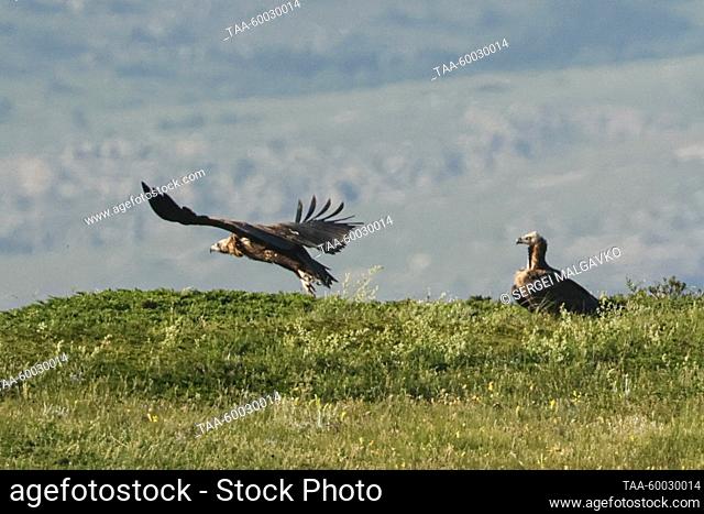 RUSSIA, REPUBLIC OF CRIMEA - JUNE 23, 2023: Cinereous vultures are seen near Mount Chatyr-Dag. Since 2016, Crimea provides supplementary feeding for cinereous...