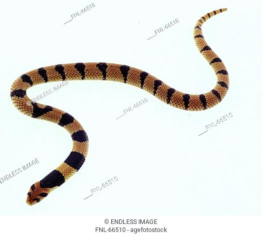 Close-up of African coral snake Aspidelaps lubricus on white background