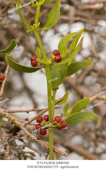 Red-berried Mistletoe Viscum cruciatum parasitic in hawthorn bush, close-up of berries, Middle Atlas Mountains, Morocco, winter