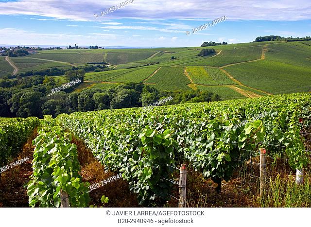 Vineyards of Chardonnay, Préhy, Chablis, Yonne, Bourgogne, Burgundy, France, Europe