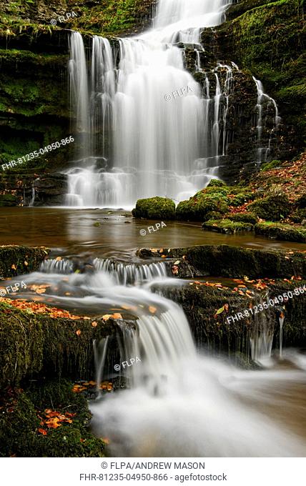 View of waterfall, cascades and fallen Common Beech (Fagus sylvatica) leaves, Scaleber Force, near Settle, Ribblesdale, Yorkshire Dales N.P