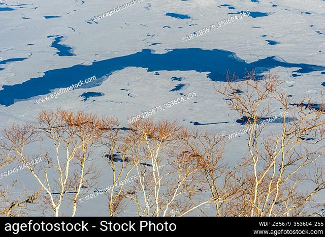 Birch trees on the slopes of Lake Mashu, which is a caldera lake in Akan National Park on Hokkaido Island, Japan, known for one of the clearest lakes in the...