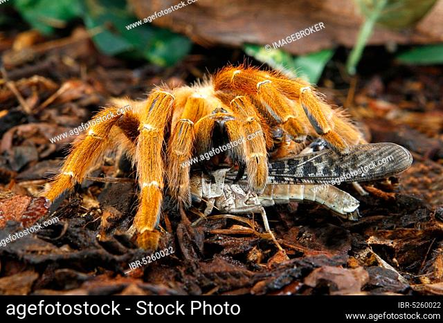 Baboon Spider (Pterinochilus murinus), Mombasa Golden Shooting Star Spider