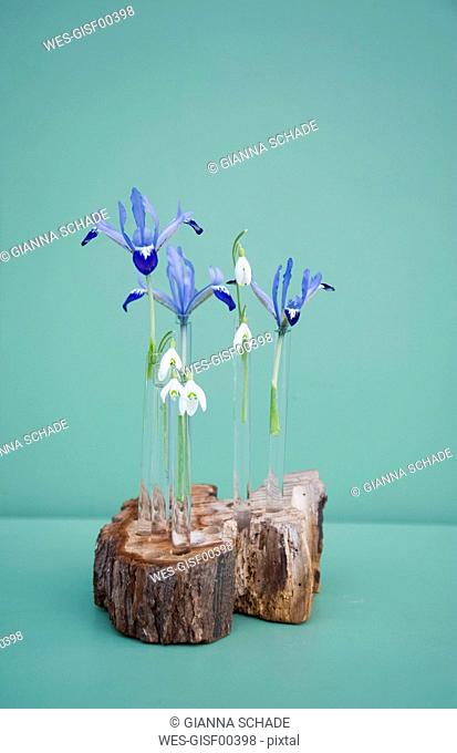 Easter decoration, tree pit and glass tubes with iris and snowdrop