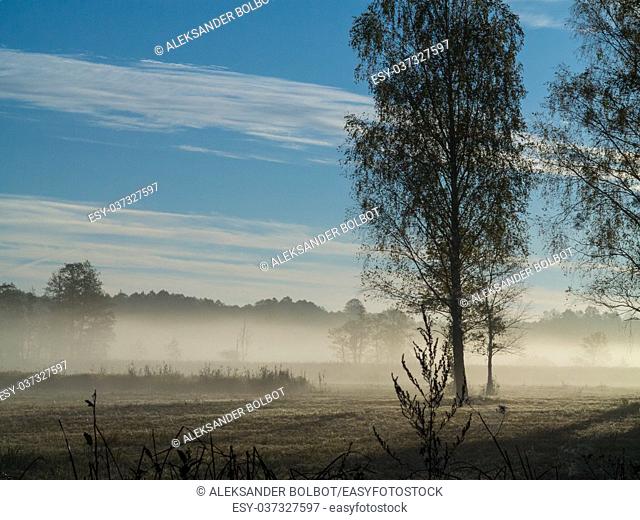 Birch tree in morning with mist over meadow horizon, Bialowieza Forest, Poland, Europe