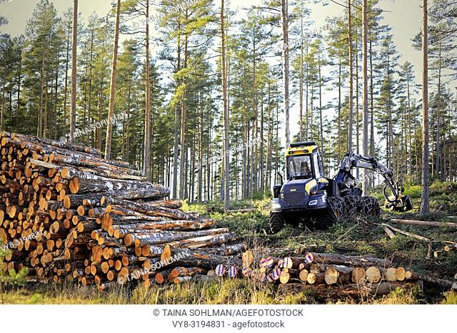 Salo, Finland - November 18, 2018: Logging site in Finnish forest in autumn sunlight with stack of birch logs and Ponsse Ergo forest harvester