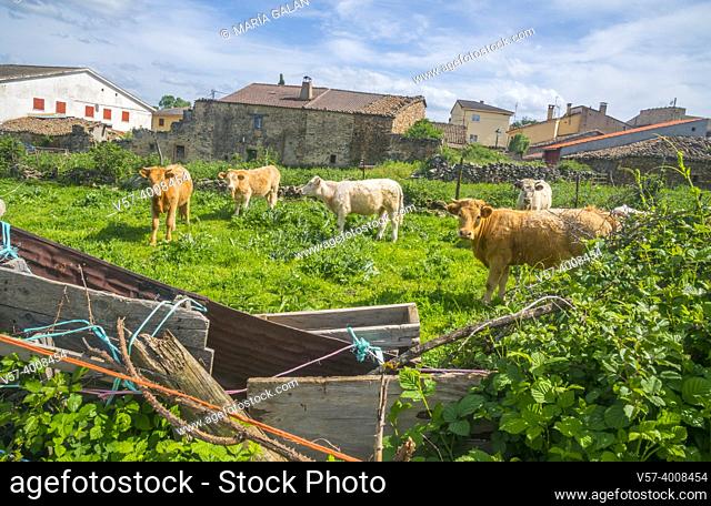 Cows in a pen. Piñuecar, Madrid province, Spain