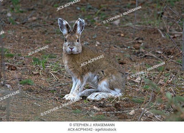 snowshoe hare (Lepus americanus), also called the varying hare, spring, Quetico Provincial Park, ON, Canada