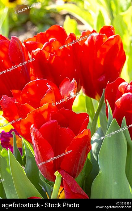 Tulipa triumph 'Couleur Cardinal'