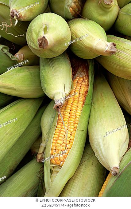 Sweet corn (Zea mays L. var. rugosa) , Goa, India