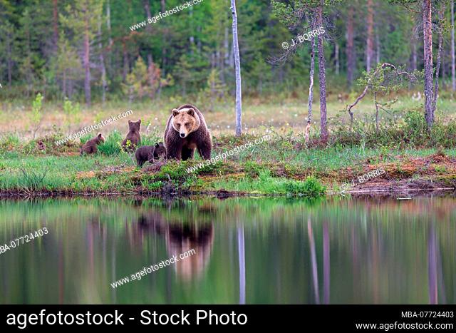 Brown bears, Ursus arctos, wildlife, Finland