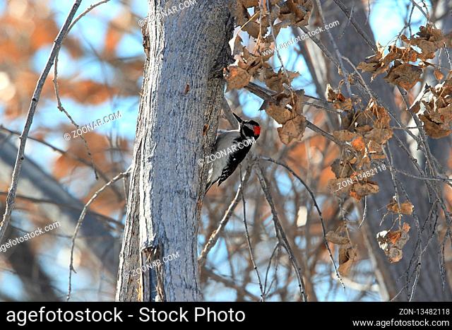 Hairy Woodpecker Bosque del Apache Wildlife Reserve New Mexico USA