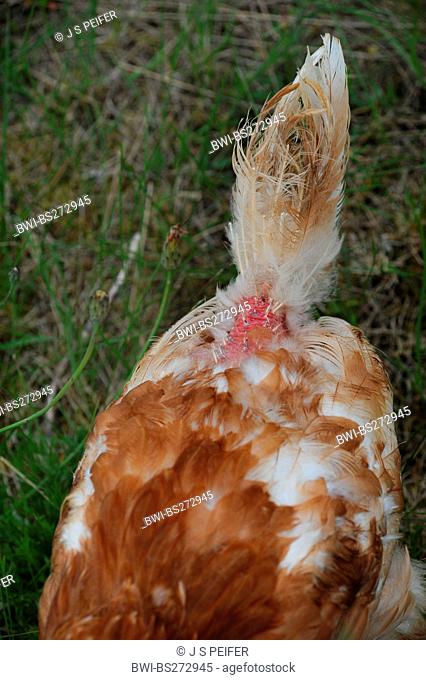 domestic fowl Gallus gallus f. domestica, with plucked feathers in a meadow, Germany