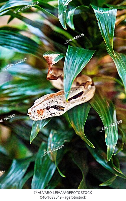 Boa constrictor snake  Tortuguero National park, Limon province, Costa Rica