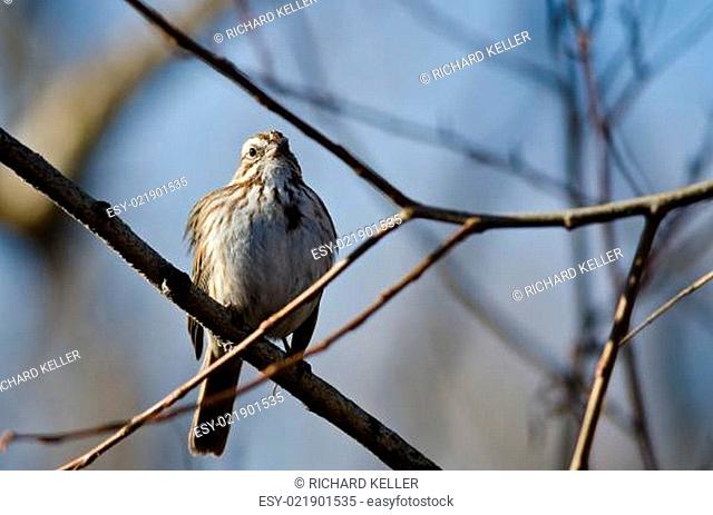 Song Sparrow Perched on a Branch in a Tree