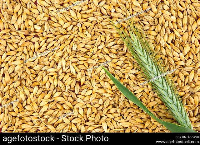 Barley seeds with the outer husk, background and surface of barley grains (Hordeum vulgare)