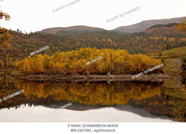 Autumnal colored leaves, Loch Cuillin, Highlands, Scotland, United Kingdom, Europe