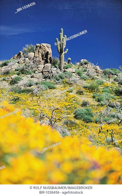 Sonoran Desert in bloom with Mexican Gold Poppy (Eschscholzia californica mexicana), Desert Lupine (Lupinus sparsiflorus), Saguaro Cactus (Carnegiea gigantea)