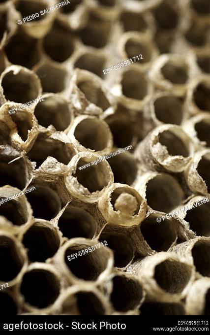 Close-up of a wasp nest