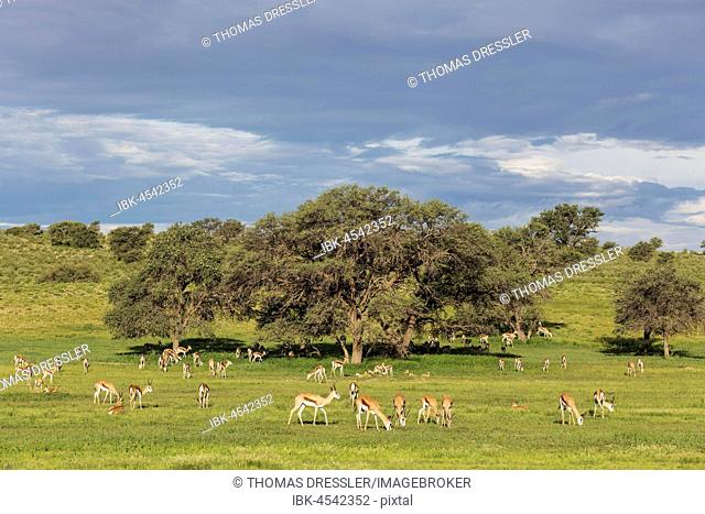 Springboks (Antidorcas marsupialis), large herd grazing in the Auob riverbed, camelthorn trees (Acacia erioloba), during the rainy season in green surroundings