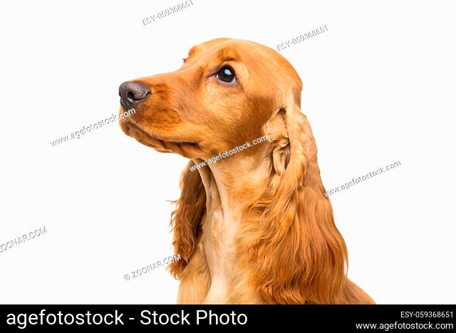 Portrait of beautiful young brown English cocker spaniel dog isolated over white background. Closeup studio shot. Copy space