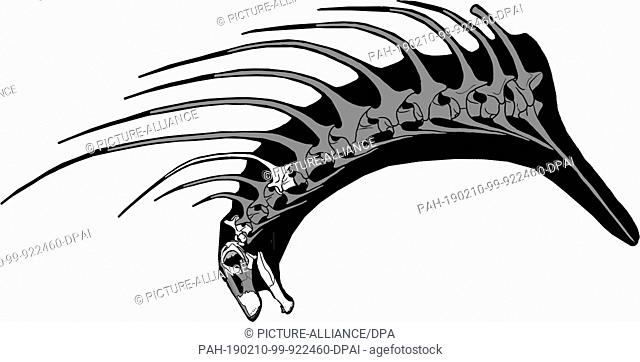 HANDOUT - 31 January 2019, ---: Illustration of the neck and head of Bajadasaurus pronuspinax, a previously unknown dinosaur species discovered in the Argentine...