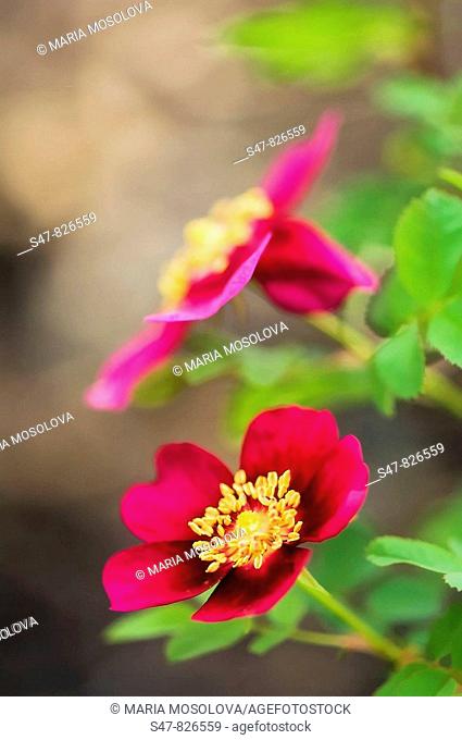 Two Red Rose Flowers. Rosa 'Doorenbos Selection'