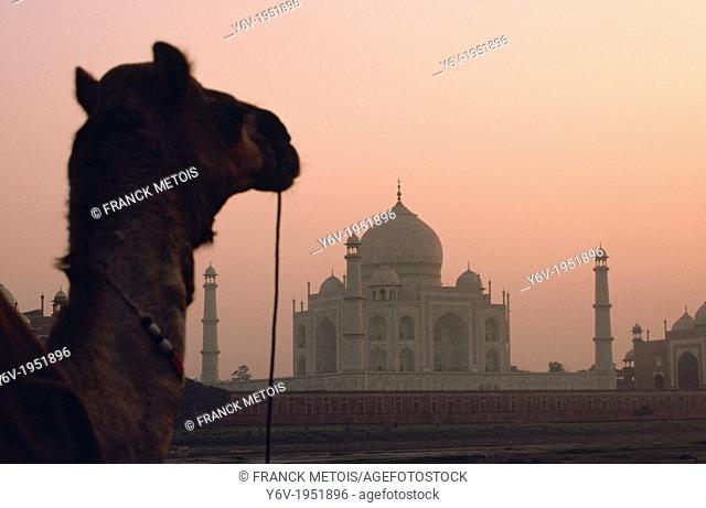 Taj mahal at sunrise. In the foreground, a dromedary. Agra, India