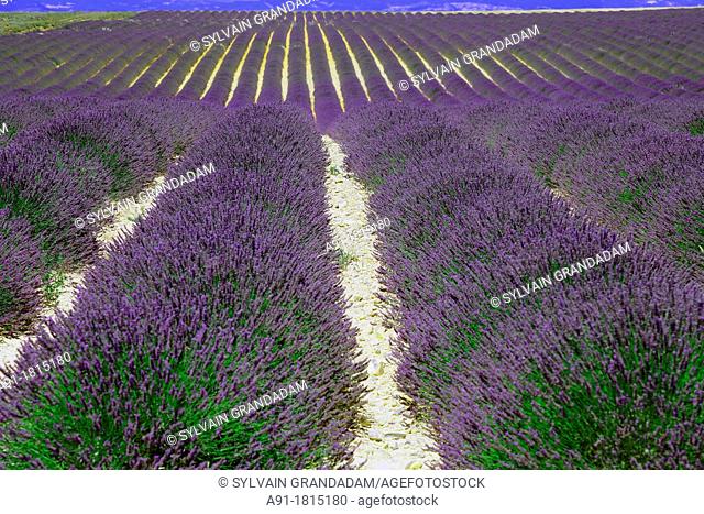 France, Provence, Alpes de Haute Provence 04, ville de Valensole, lavender fields on the Plateau