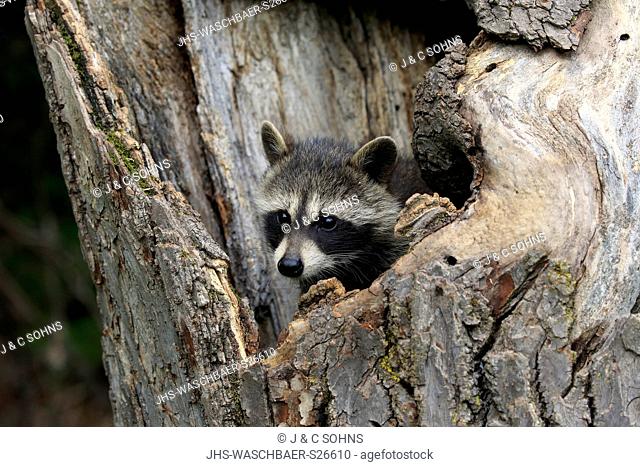 North American Raccoon, common raccoon, North American raccoon, (Procyon lotor), young on tree alert portrait, Pine County, Minnesota, USA, North America