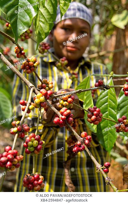 Coffe harvesting, Wayanad, Kerala, India