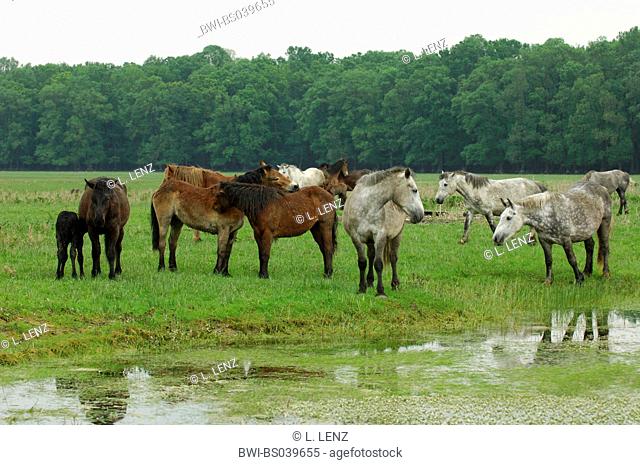 domestic horse (Equus przewalskii f. caballus), herd of horses, Croatia, Saven-Aue